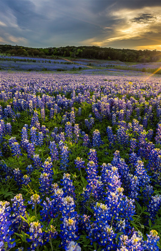 Field of Blue Bonnet flowers